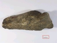 藏品(早坂犀尺骨近端)的圖片